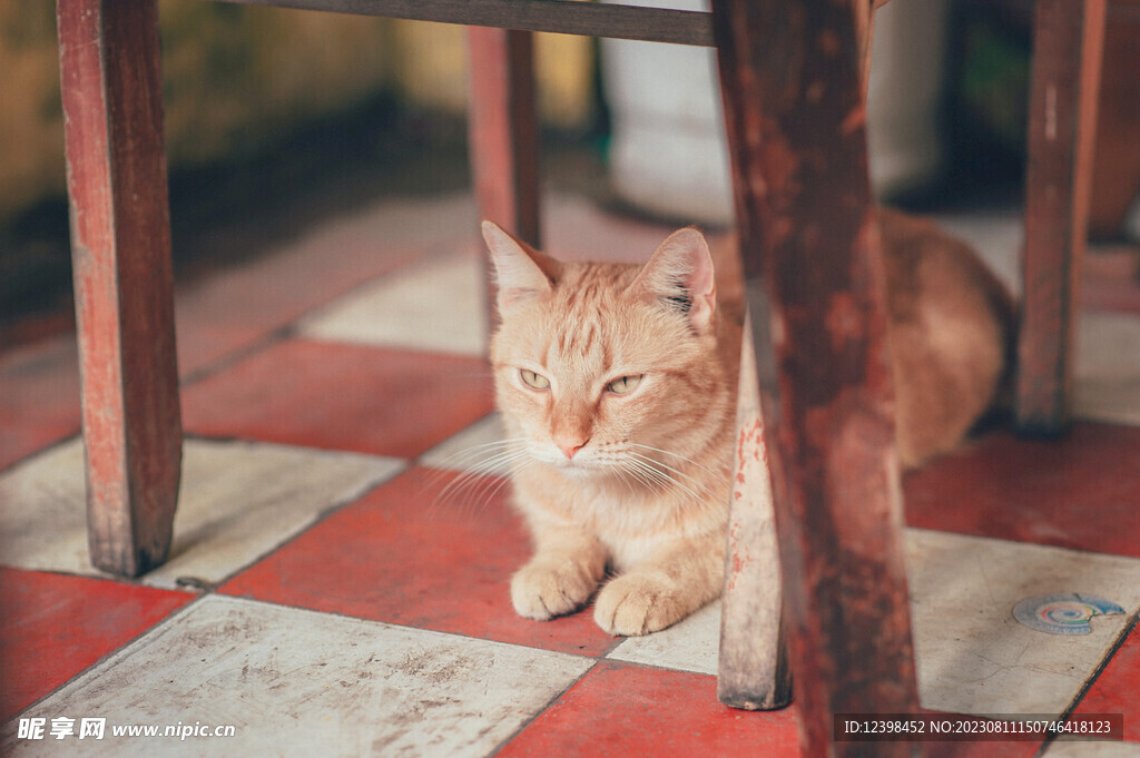 小猫