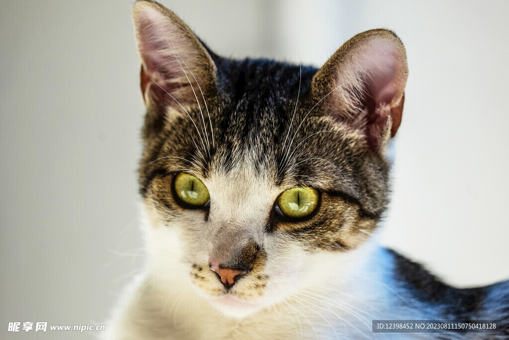 小猫
