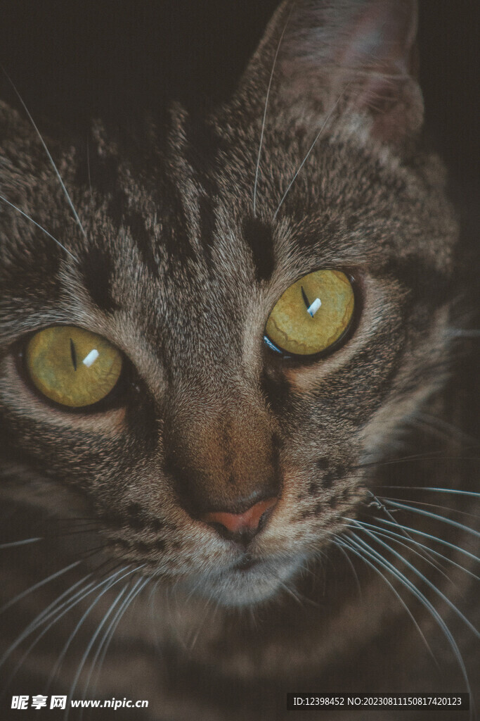 小猫