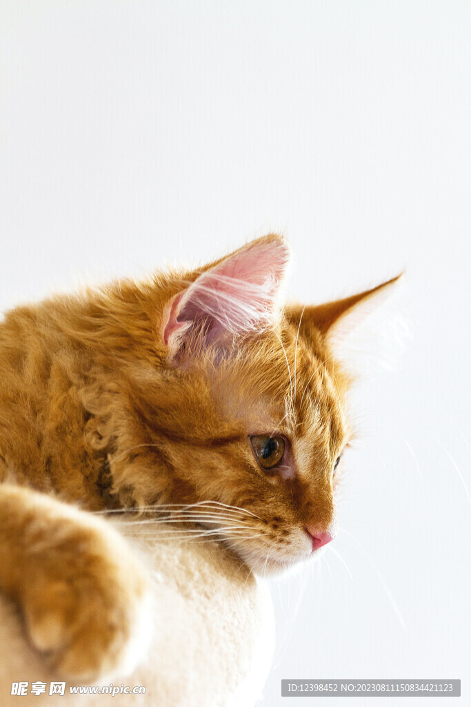猫咪