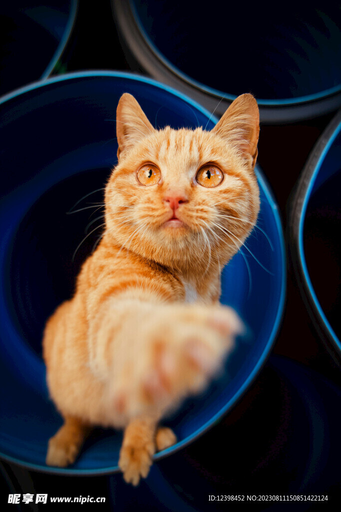 猫咪