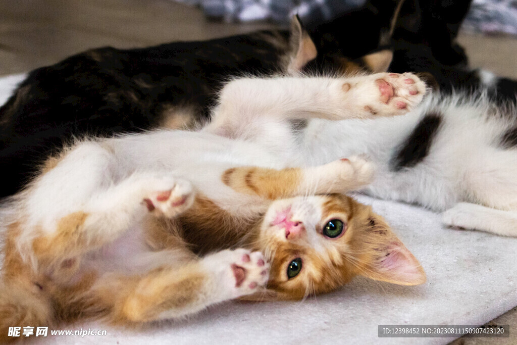 猫咪
