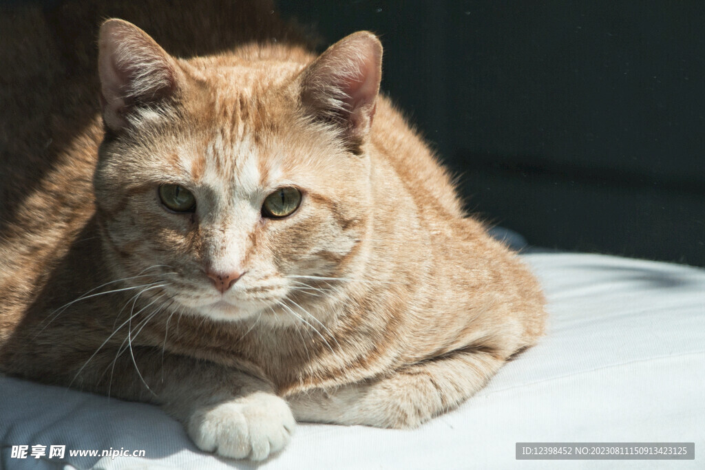 猫咪
