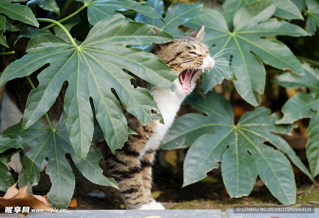 猫咪