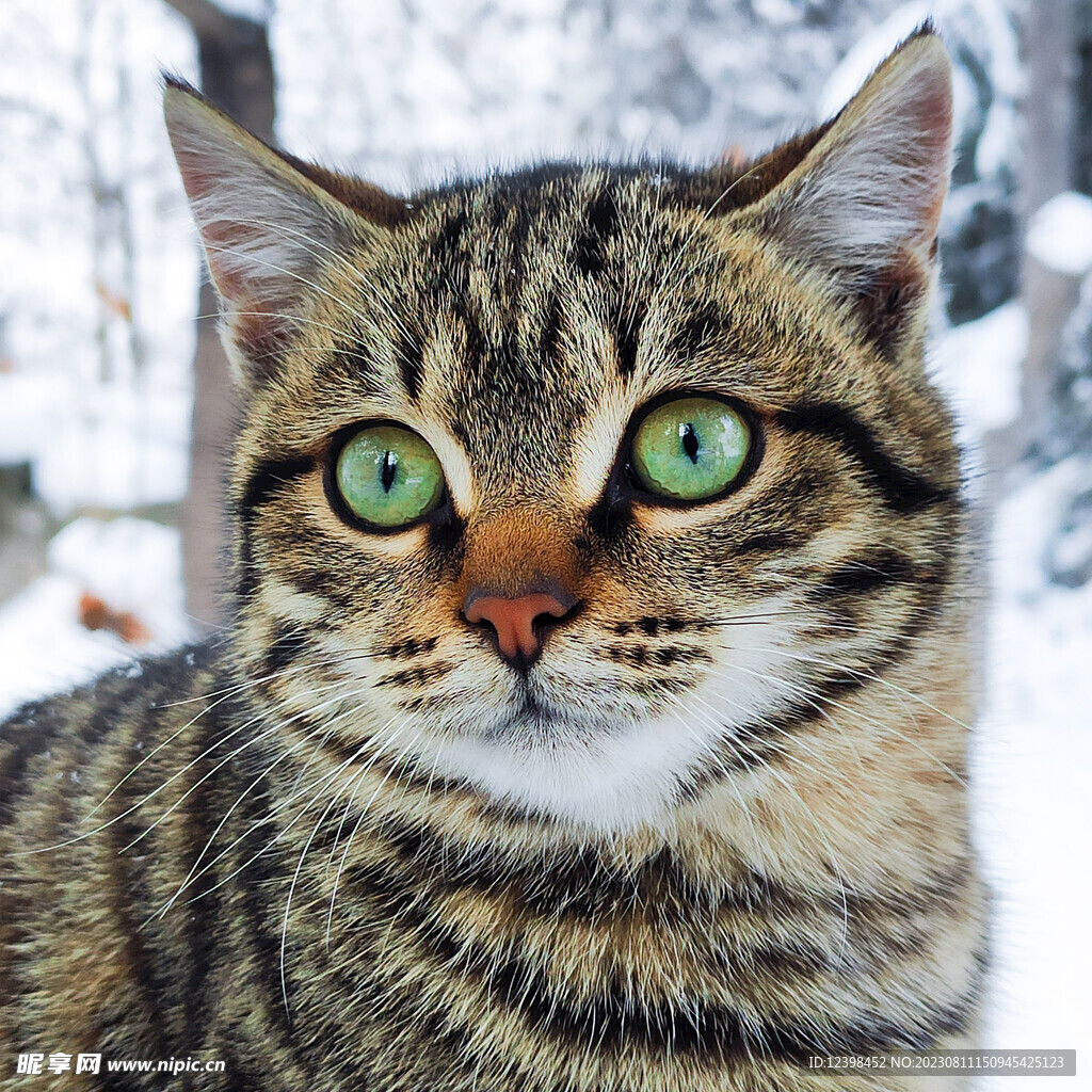 小猫