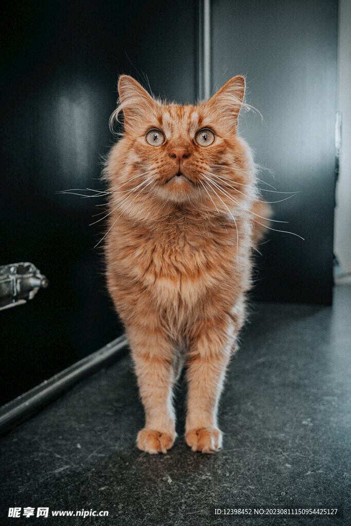 猫咪
