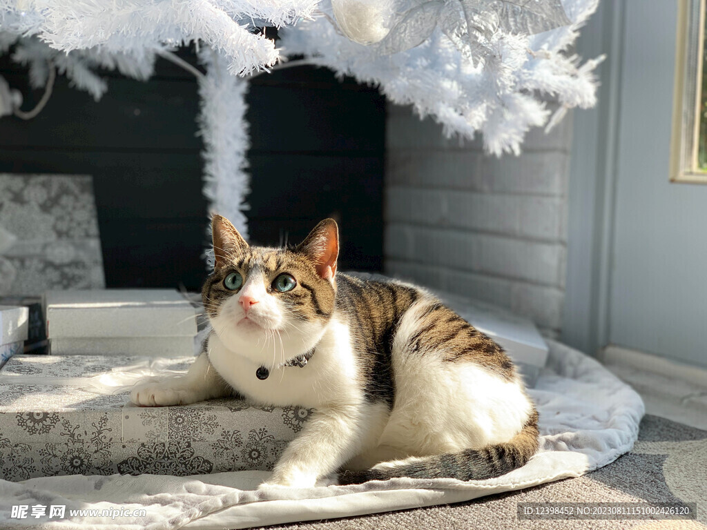 猫咪