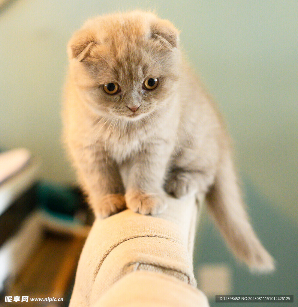 小猫