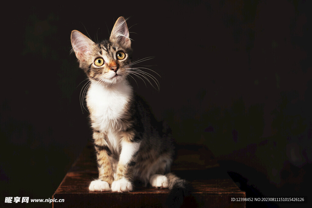 小猫