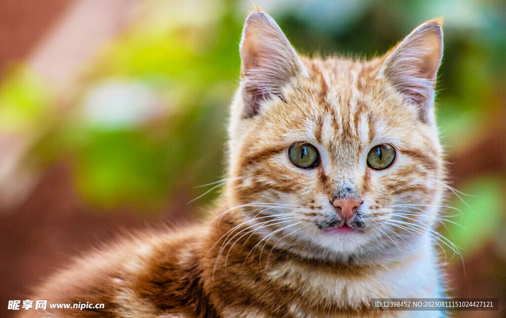 小猫