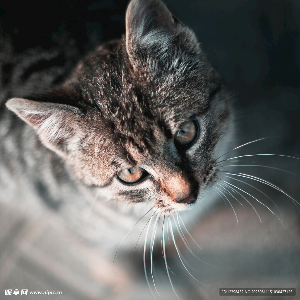 猫咪