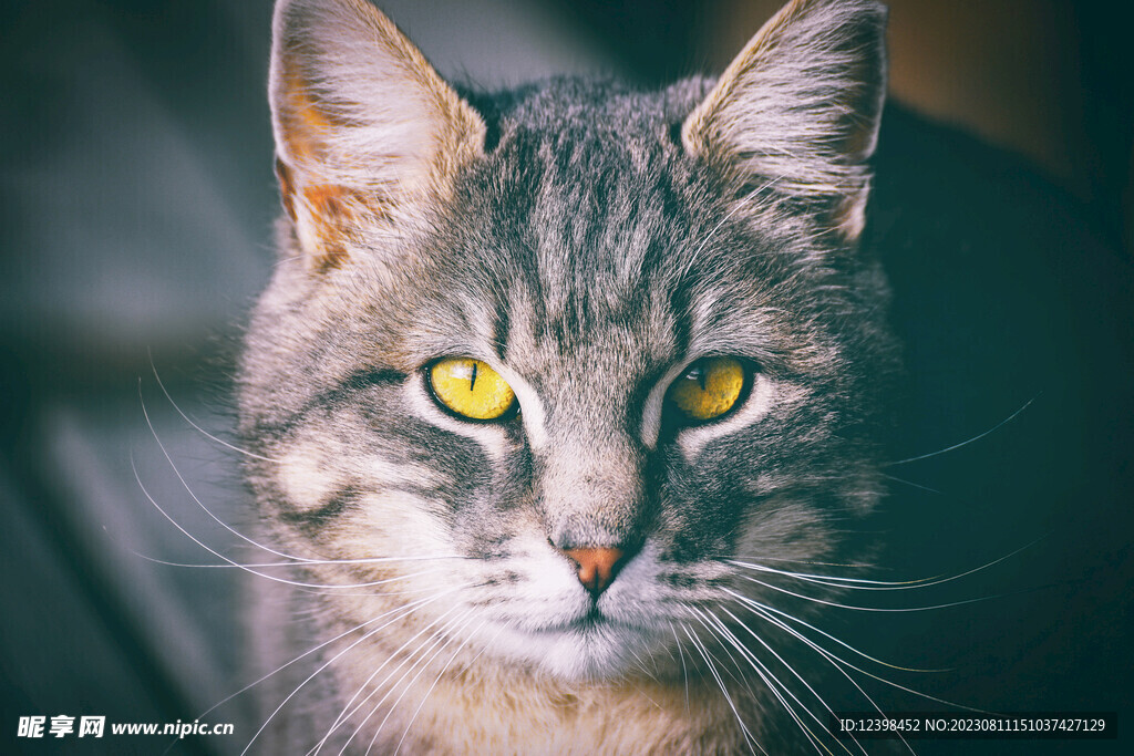 小猫