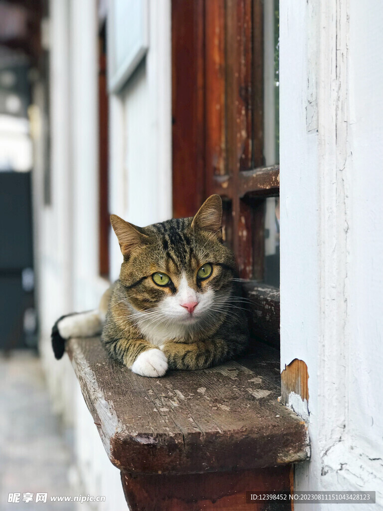 小猫
