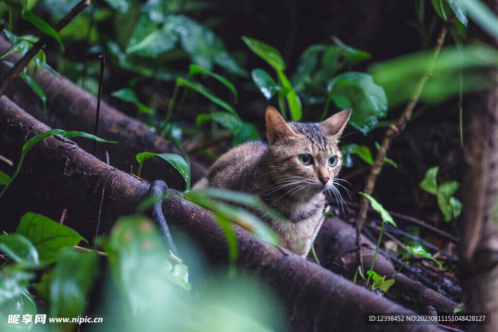 小猫