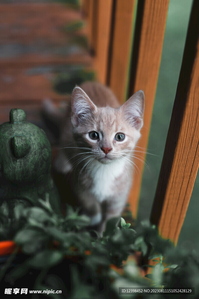 小猫