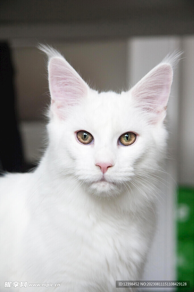 小猫