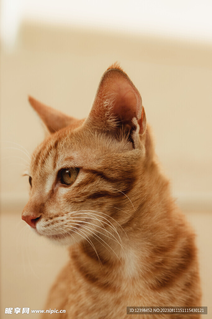 小猫