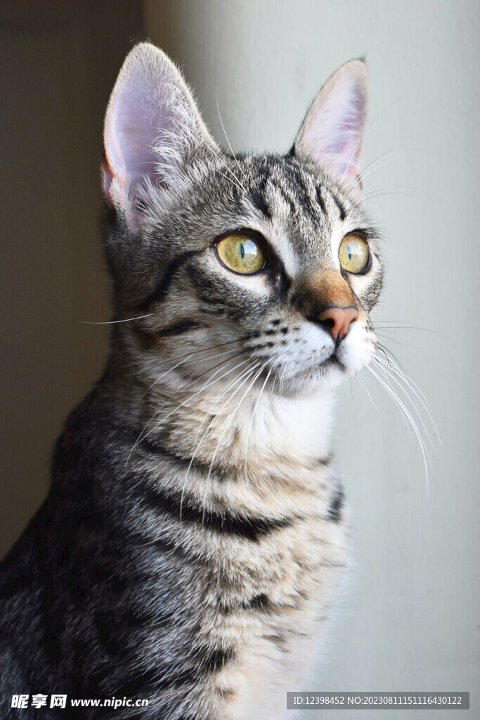 猫咪