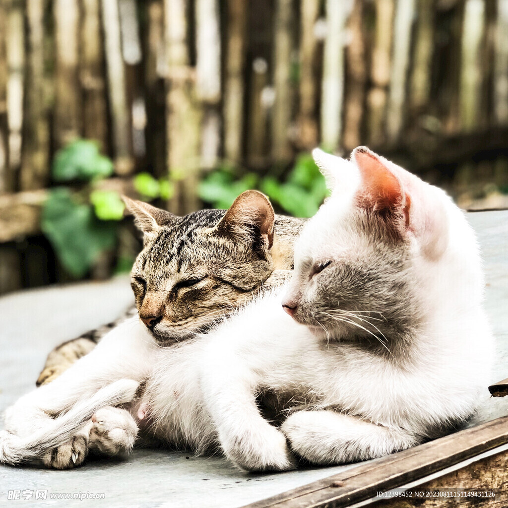 小猫