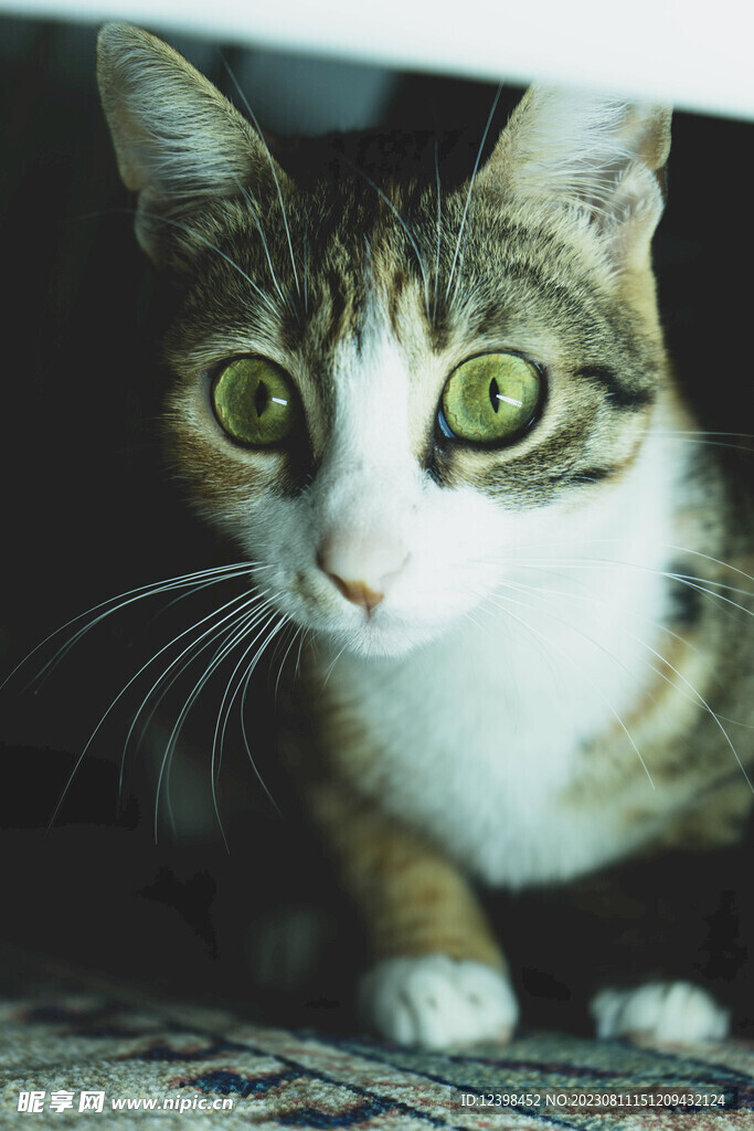 猫咪