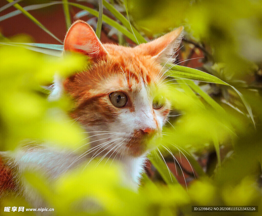 小猫