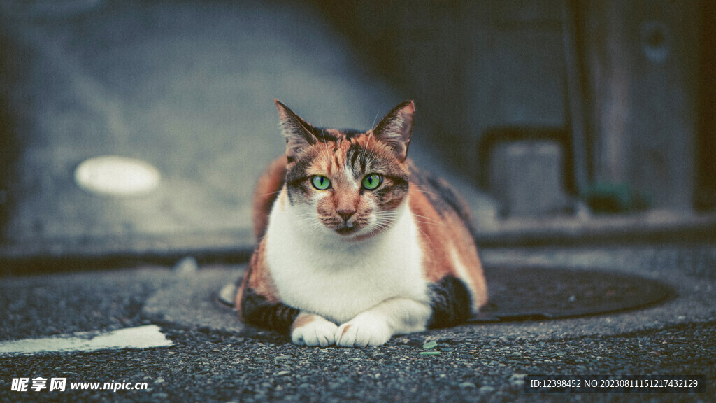 小猫