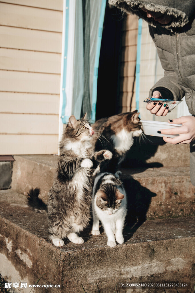猫咪
