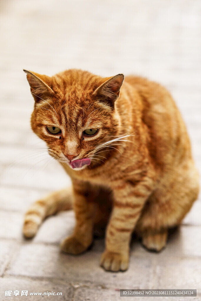 小猫