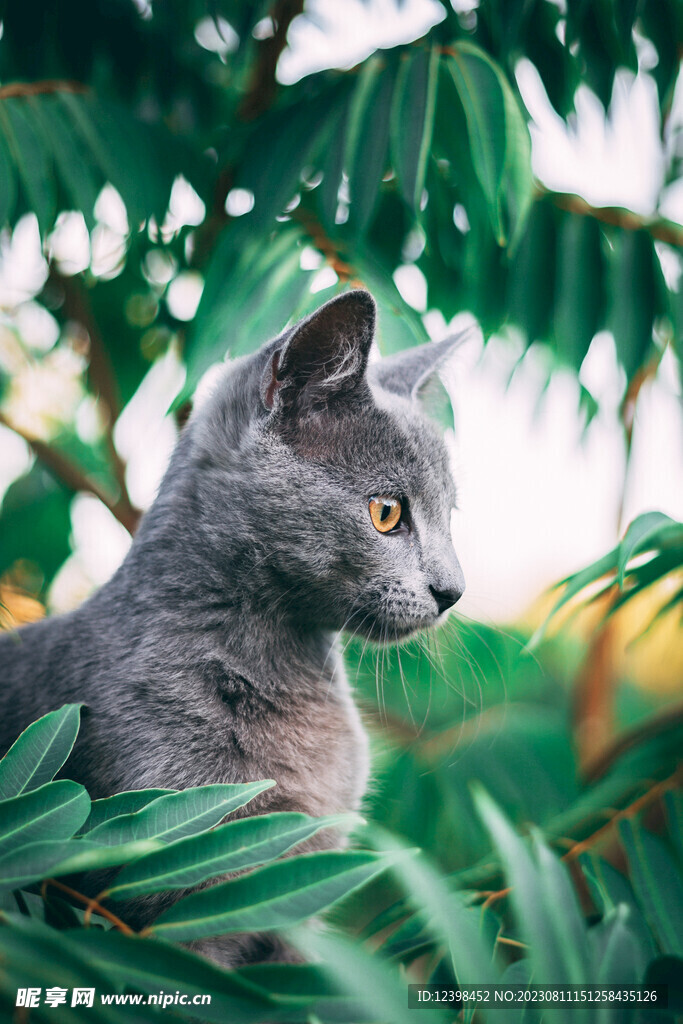 小猫