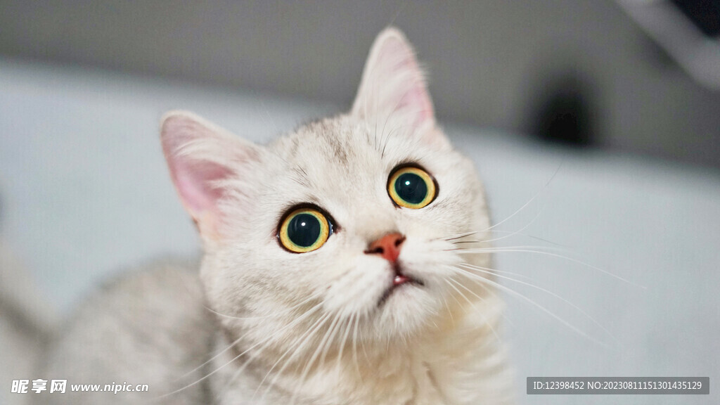 小猫
