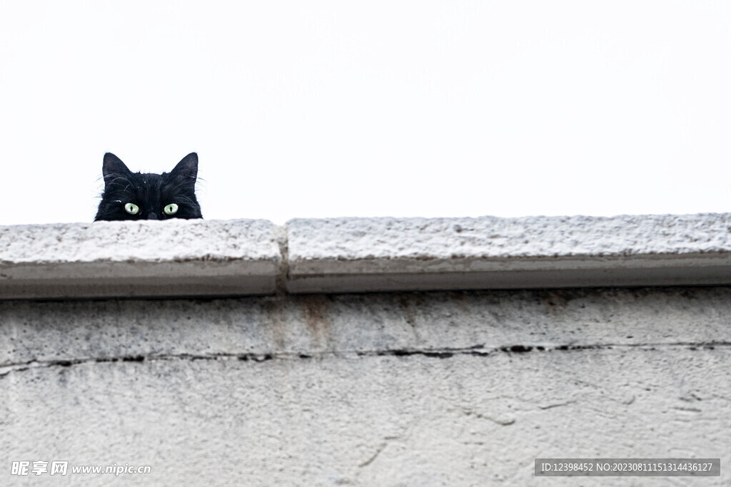 猫咪