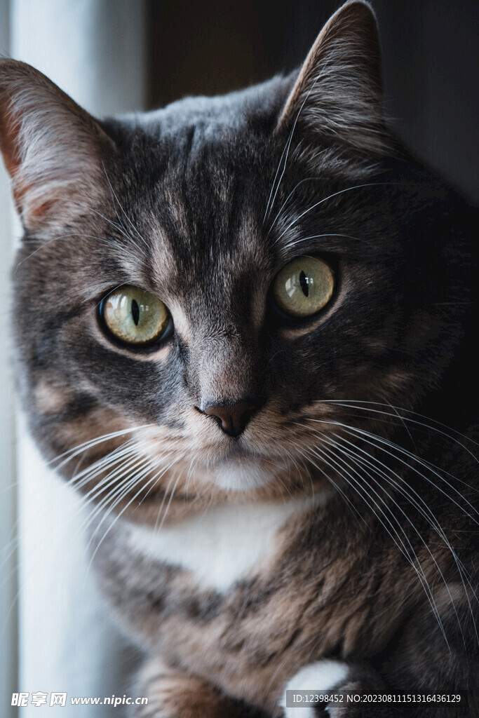 小猫