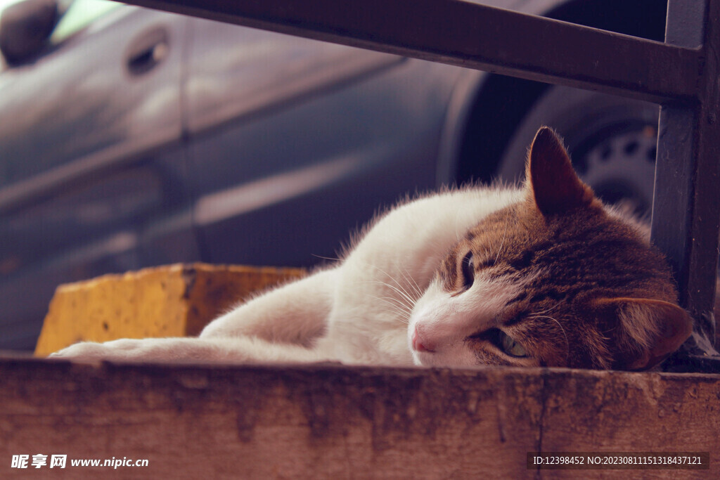 小猫