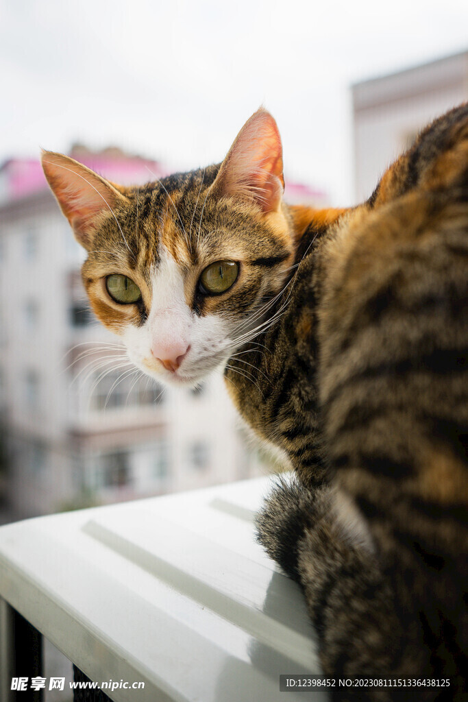 猫咪