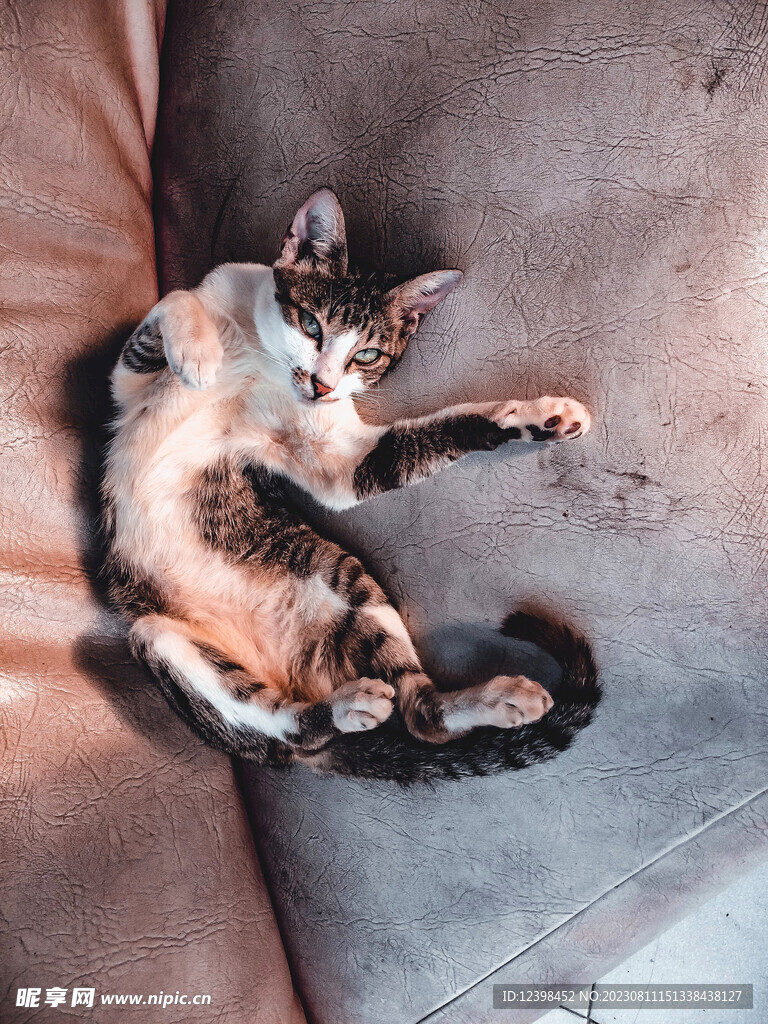 猫咪