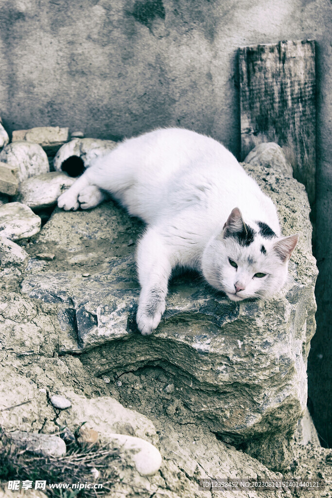 猫咪