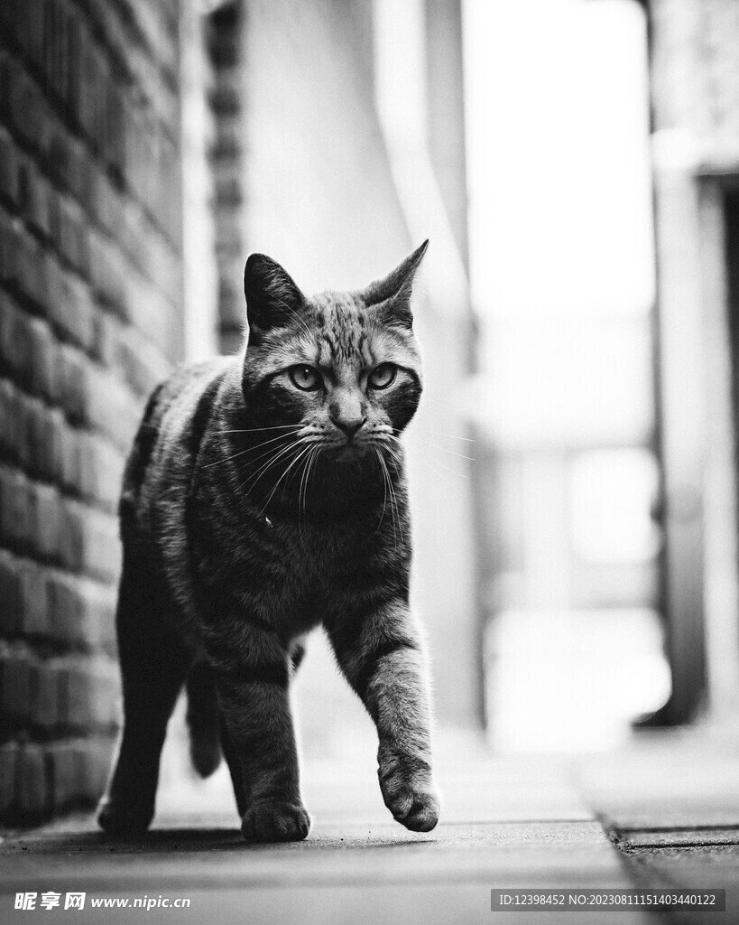 猫咪