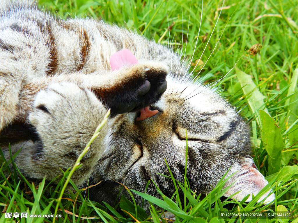 小猫