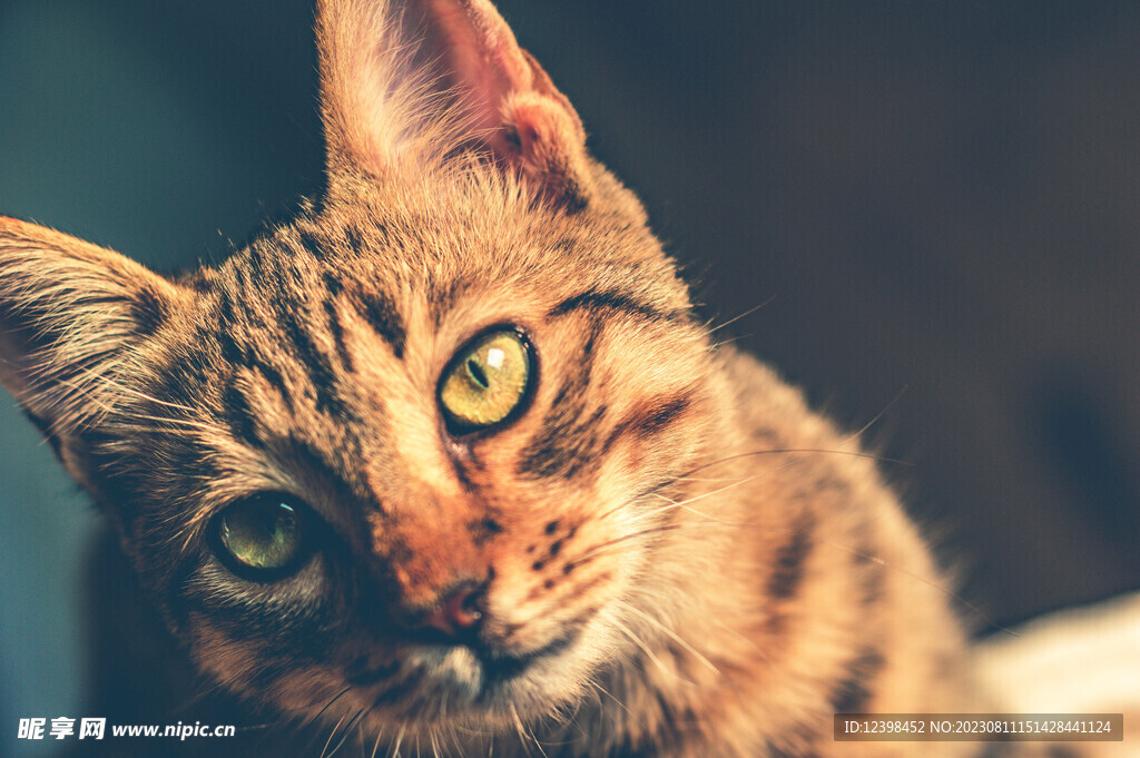 小猫