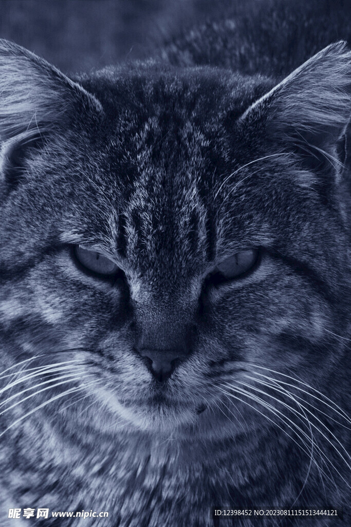 猫咪