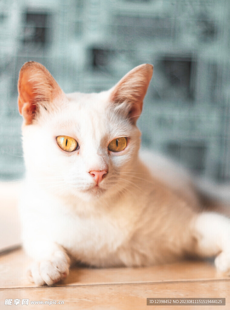 猫咪