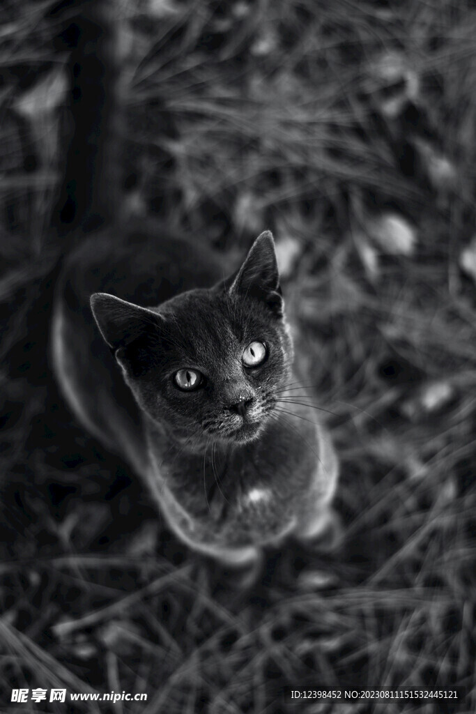 猫咪