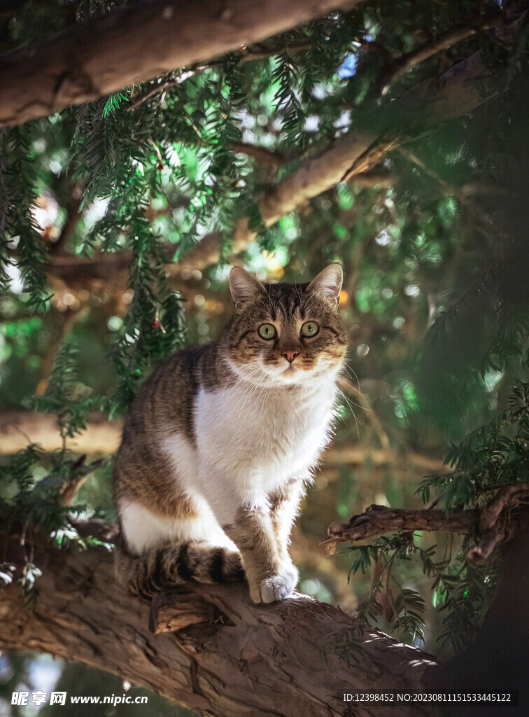 猫咪