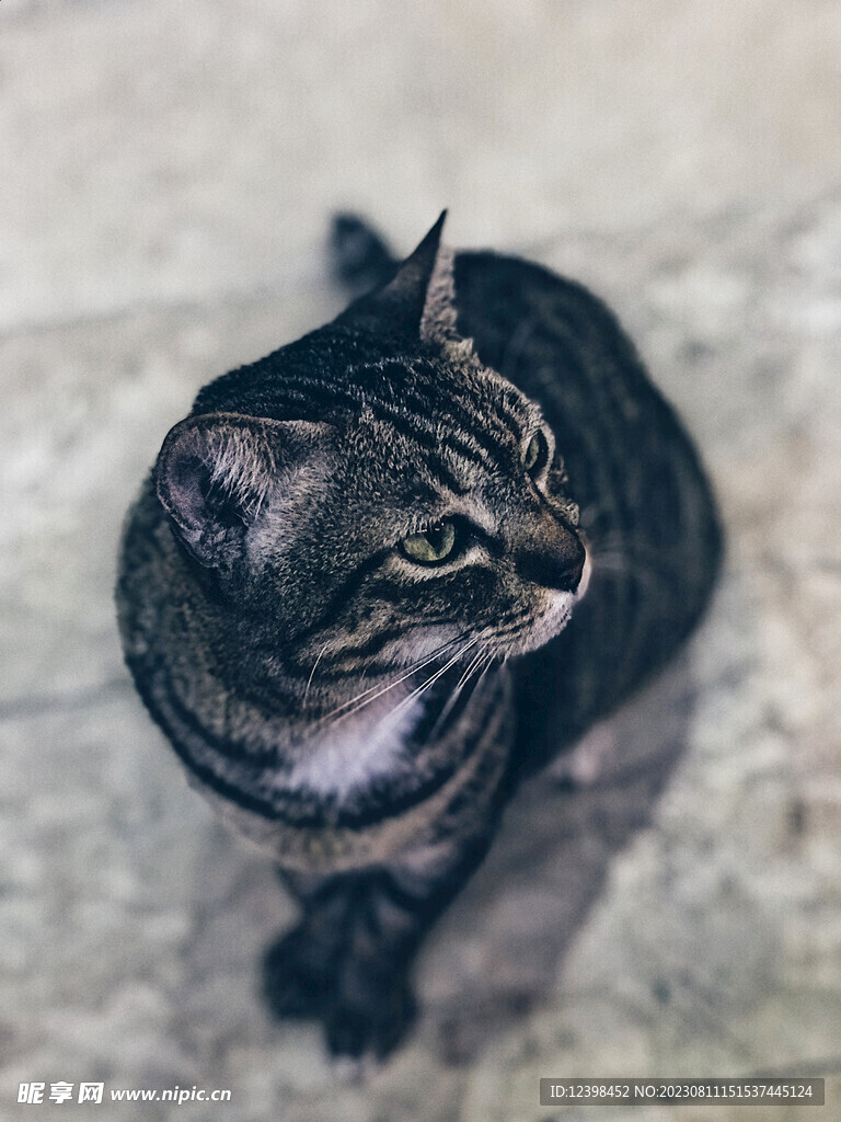 猫咪