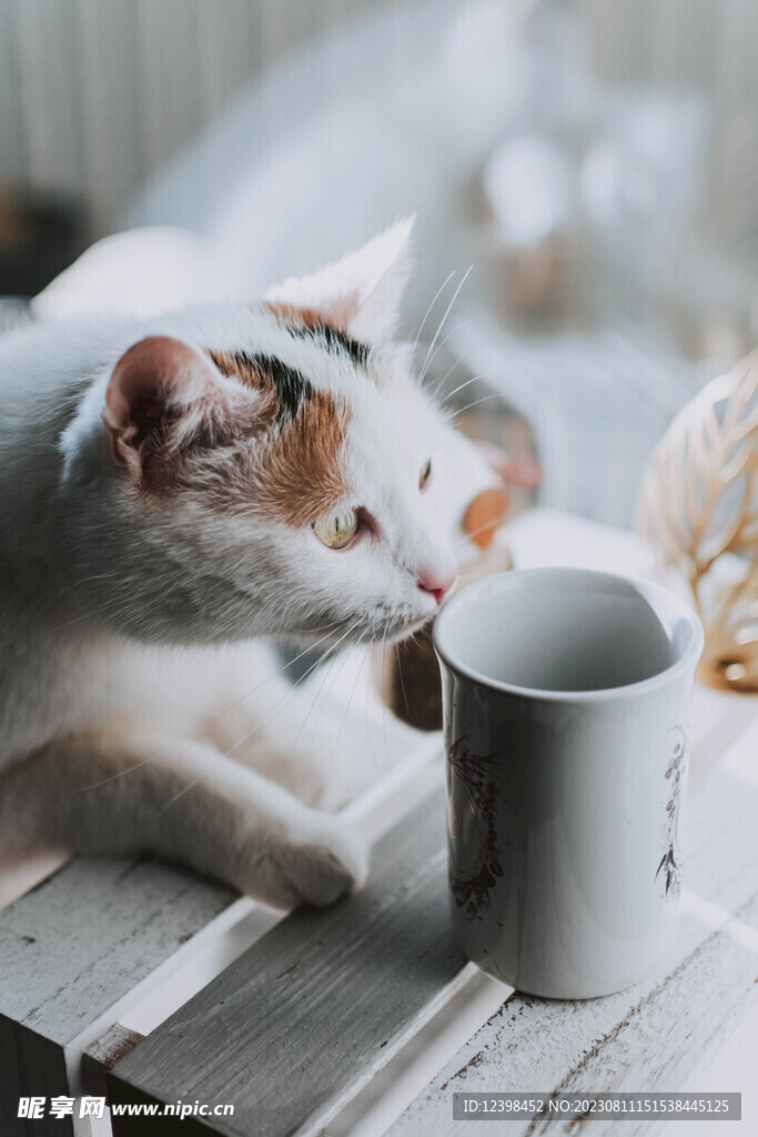 猫咪