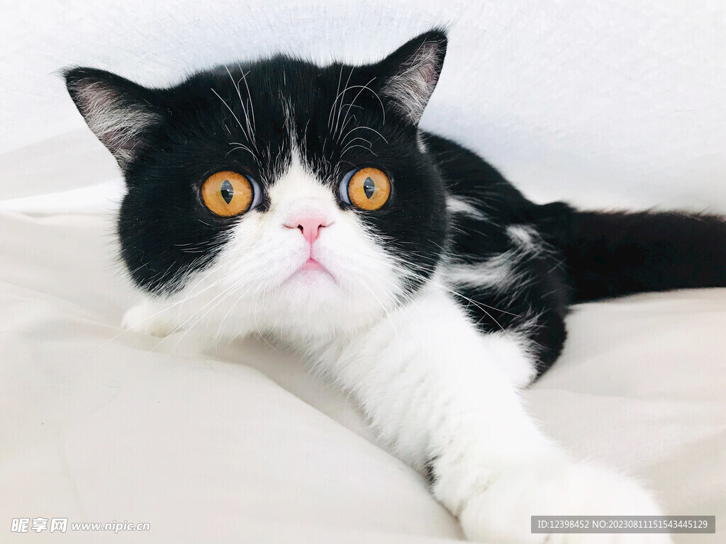 猫咪