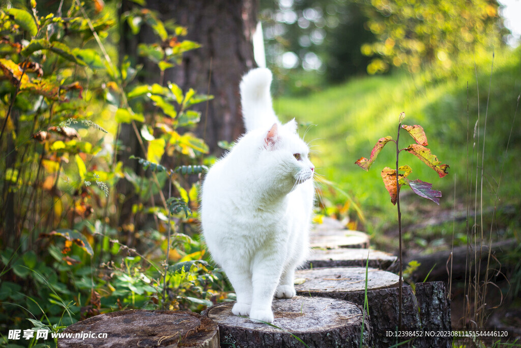 猫咪