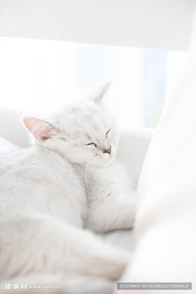 猫咪