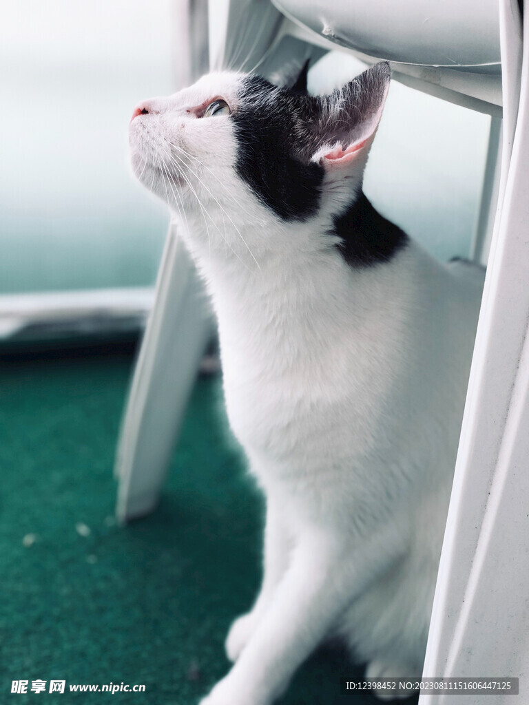 猫咪