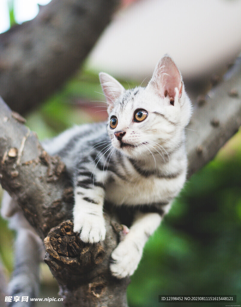 小猫